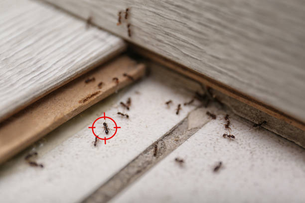 Best Cockroach Control Services  in Zebulon, GA