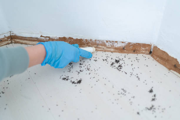 Best Insect Control  in Zebulon, GA